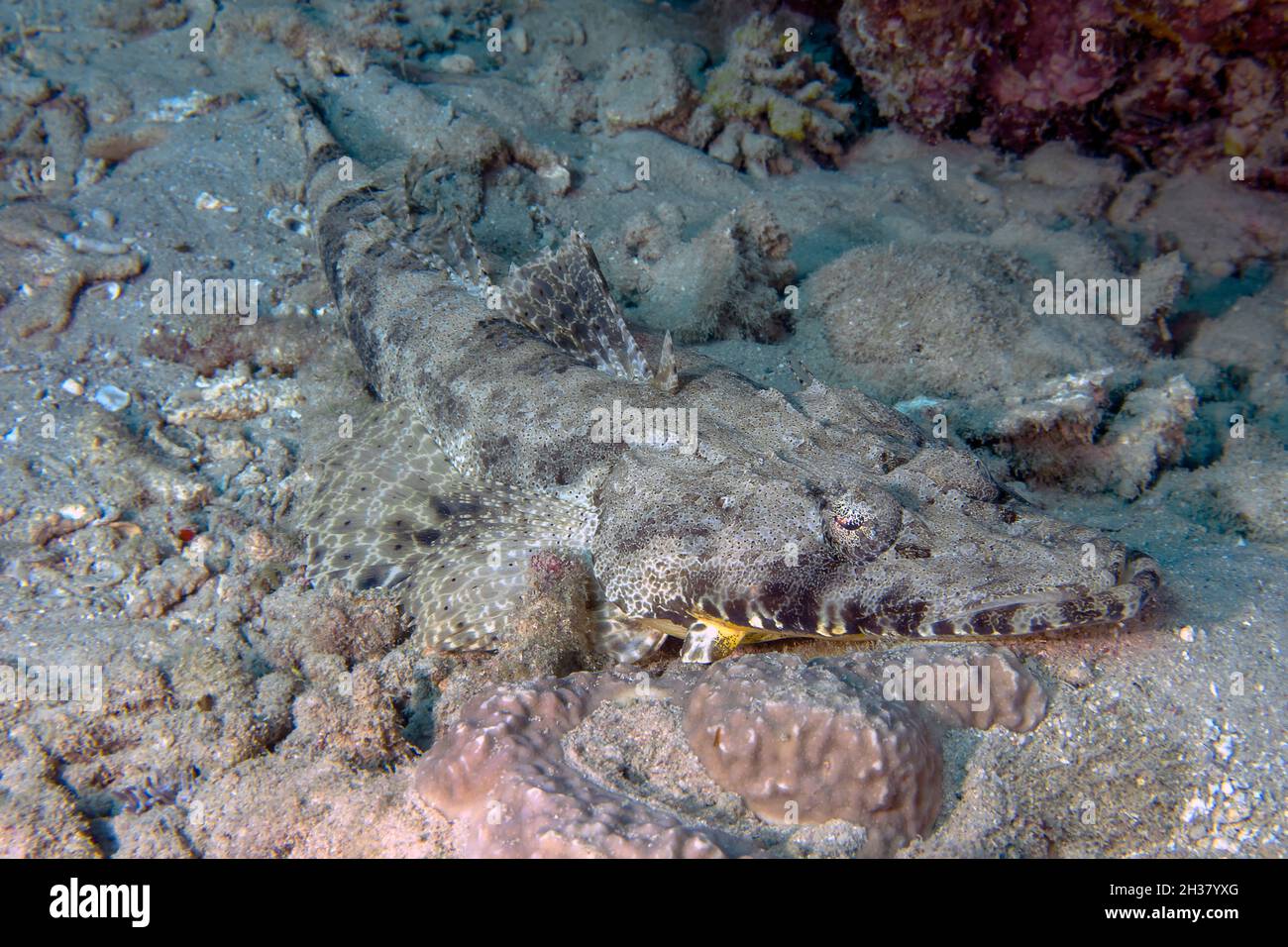Un Crocodilefish (Papilloculiceps longiceps) en el Mar Rojo. Foto de stock