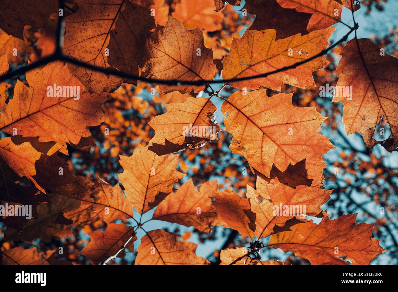 Otoño hojas coloridas en rama . Vista inferior Foto de stock