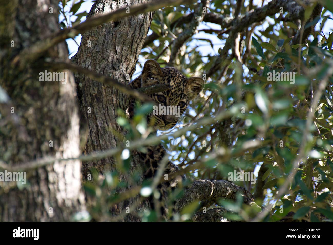 Bebé leopardo escondido en los árboles Foto de stock