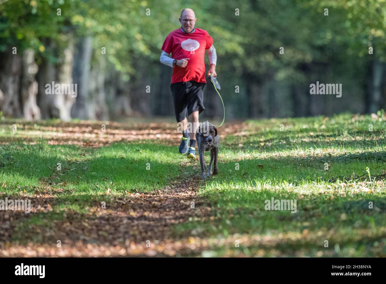 Hombre corriendo con su perro mascota a lo largo de la avenida Lime Tree, Clumber Park, Nottinghamshire, Inglaterra, Reino Unido Foto de stock