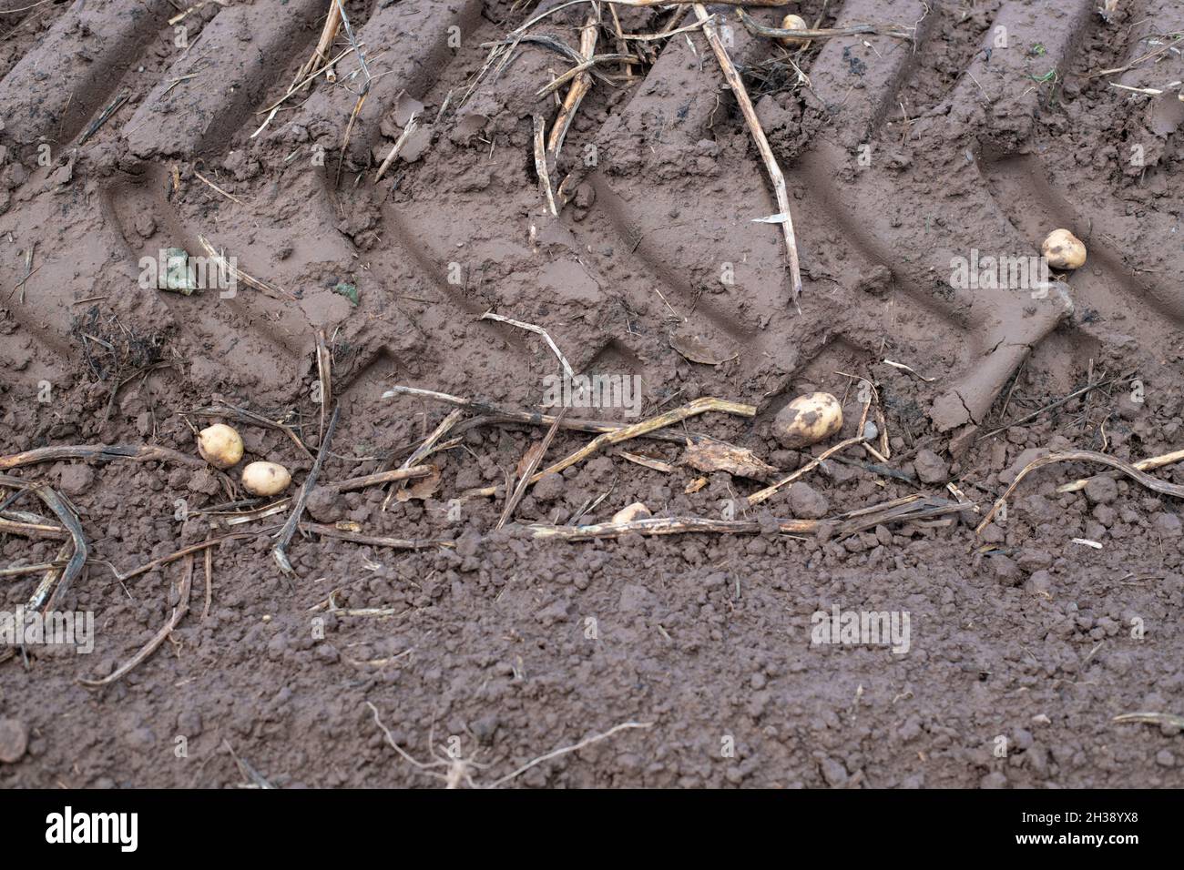 Desechos de papa - tubérculos de papa dejados en el campo después de la cosecha mecánica de papa - Escocia, Reino Unido Foto de stock