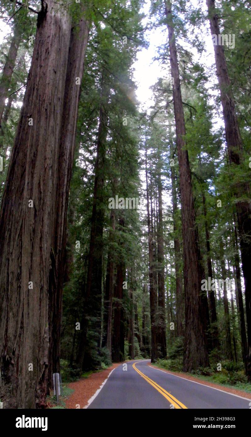 los viejos árboles de secoya se elevan sobre la avenida de los gigantes en el condado de mendocfno, california, estados unidos Foto de stock