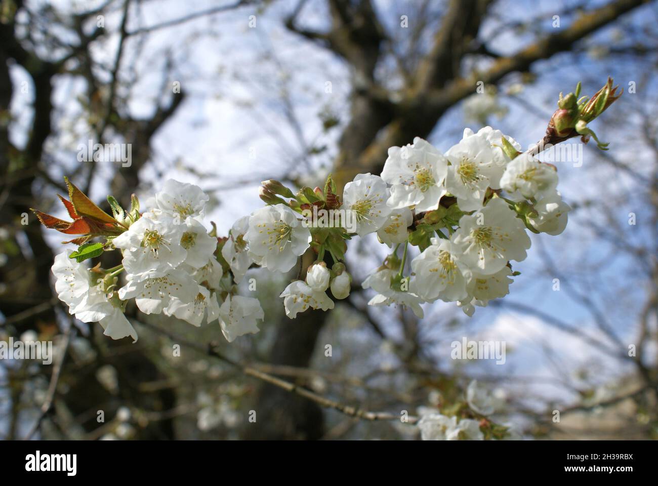 albero da frutto fiorito Foto de stock