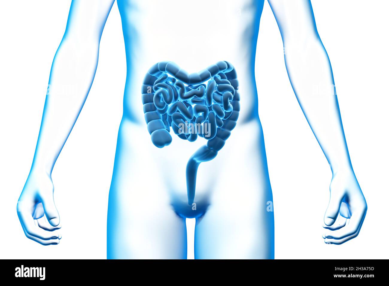 Intestino, órgano, cuerpo humano, modelo médico 3D Foto de stock