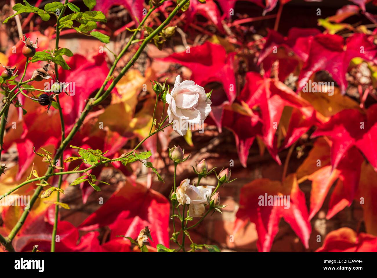 Eine weiße Rose vor rotem Weinlaub an einer Hausfassafe im Herbst Foto de stock