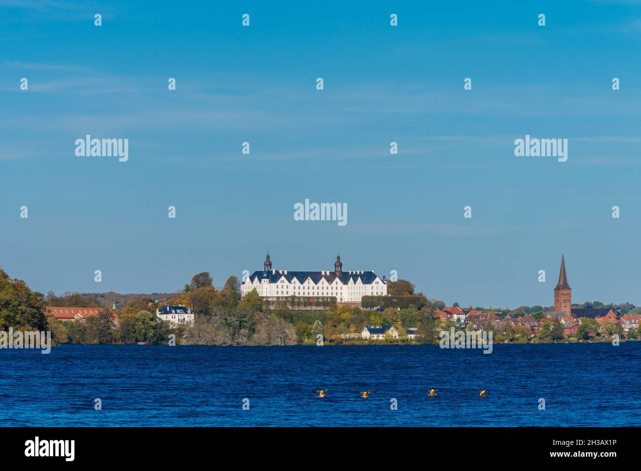 Landschaft am Großen Plöner See mit Blick auf das Plöner Schloß im herbstlichen Oktober, eine Entenfamilie im Landeanflug4 Foto de stock