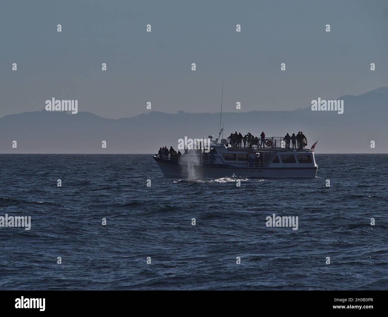 Ballena jorobada que sopla delante del barco de avistamiento de ballenas en el Mar Salish entre la Isla de Vancouver y la Península Olímpica. Foto de stock