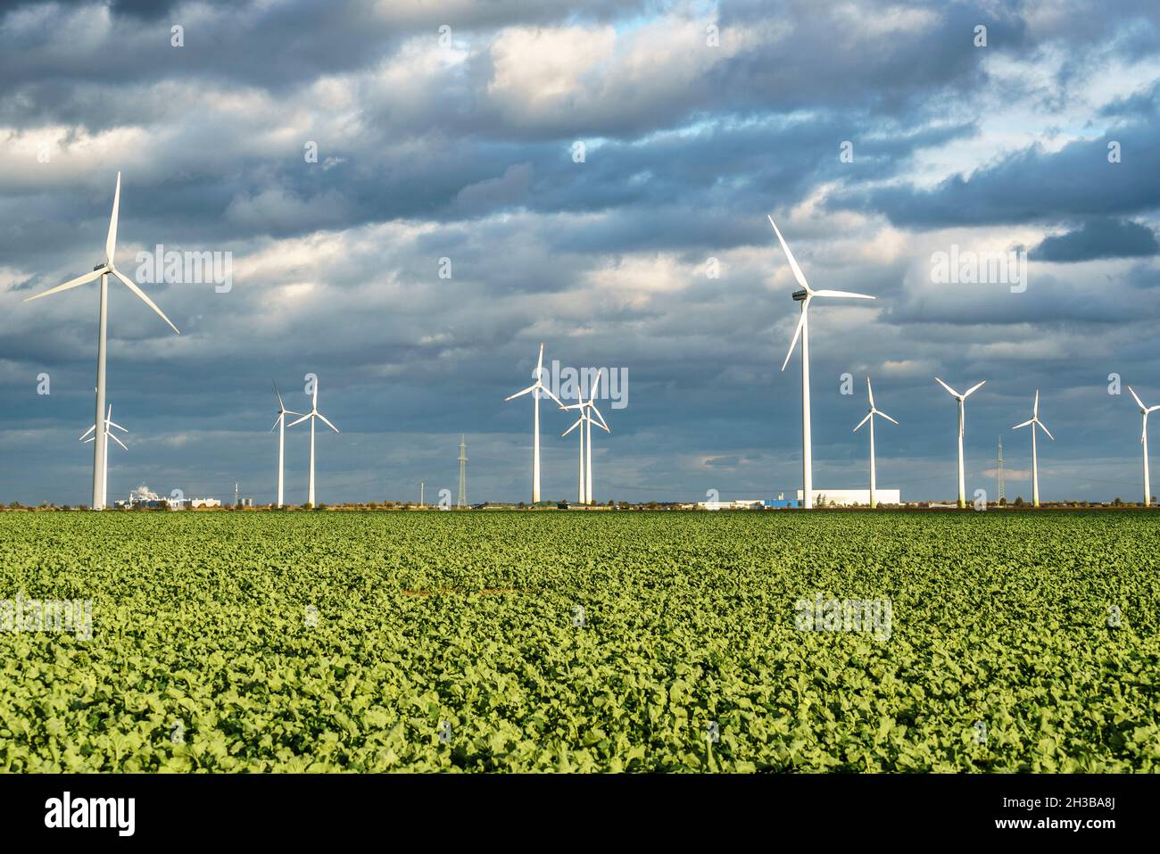 Windkraftanlagen im Solar Valley , bei Bitterfeld-Wolfen in Sachsen-Anhalt, Deutschland | GERMANY Solar valley , Windfarm at Bitterfeld Wolfen Foto de stock