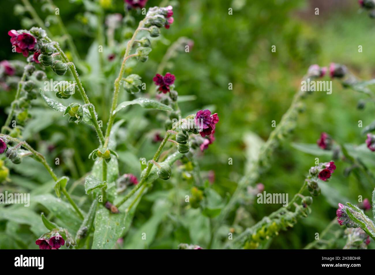 Colección botánica, cynoglossum officinale o planta de lengua de perro