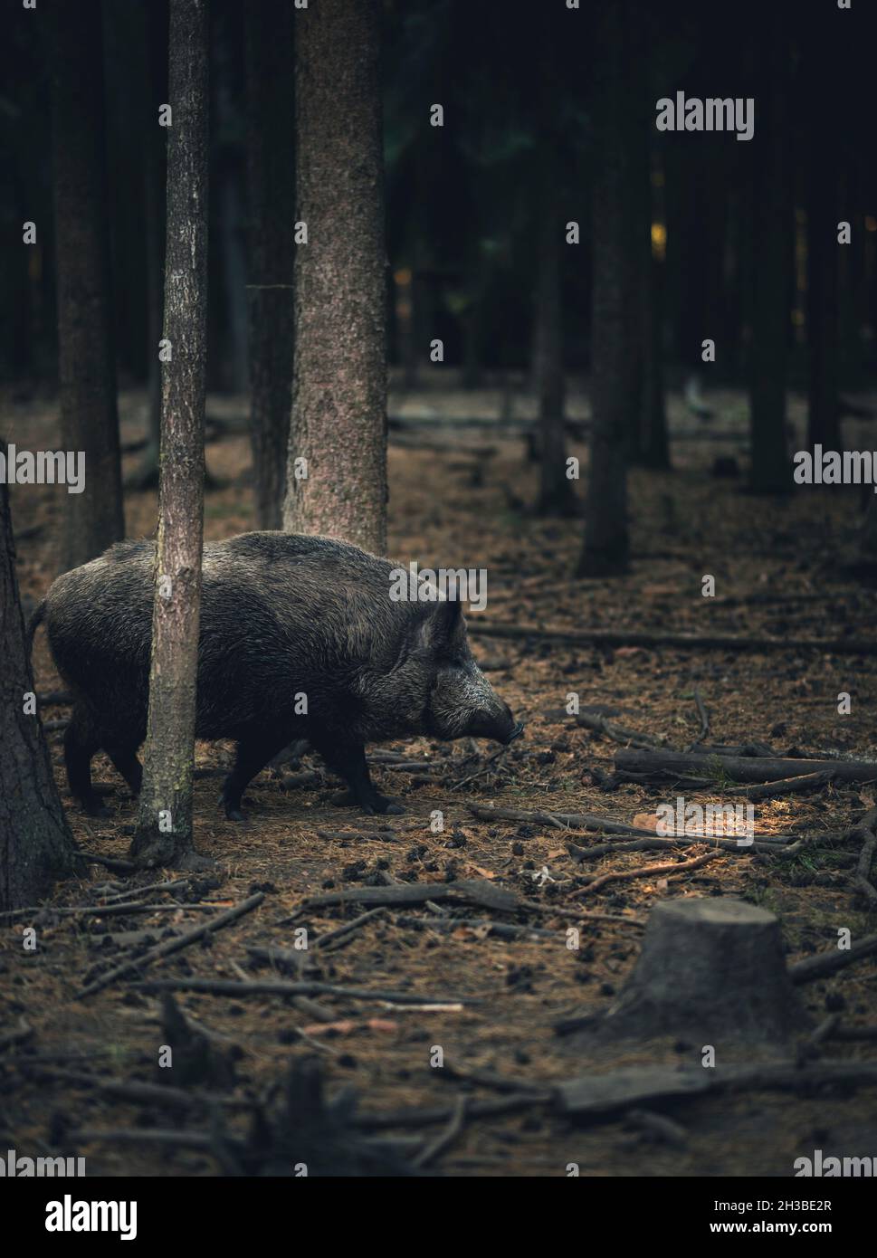 Cerdo salvaje vagando alrededor del bosque Foto de stock