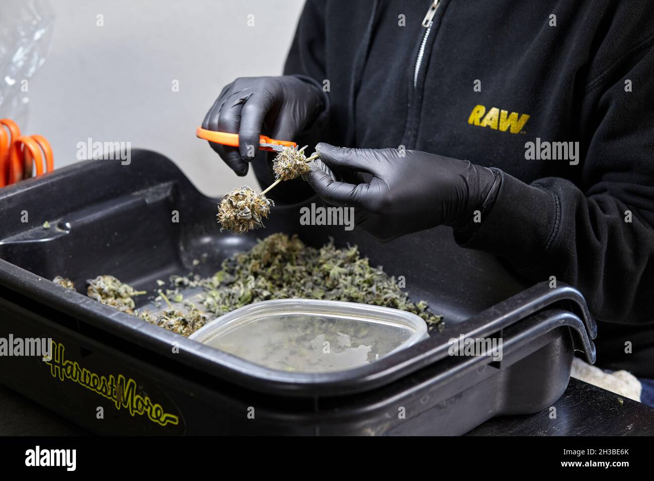 Mujer recortando la cepa de cannabis Obama Kush Foto de stock
