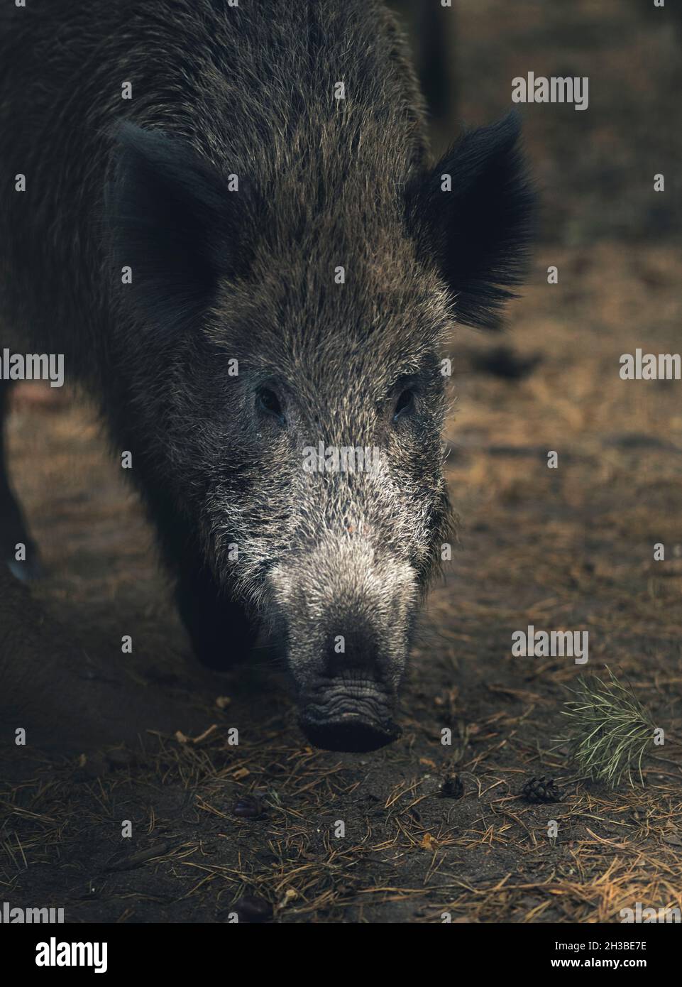 Retrato de cerdo salvaje en el bosque Foto de stock