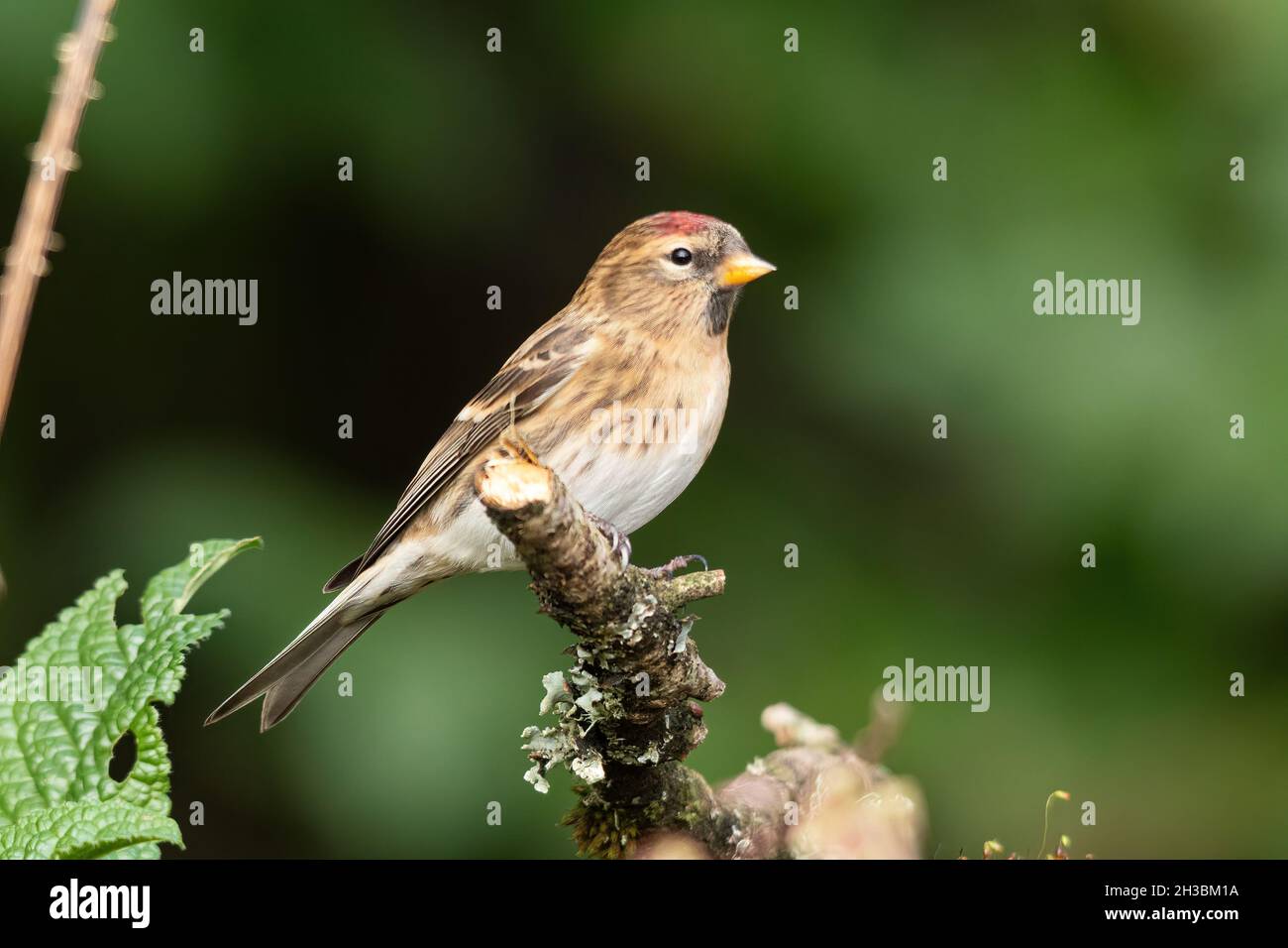 Pell rojo menor (cabaret Acanthis), un pájaro británico pequeño, Reino Unido Foto de stock