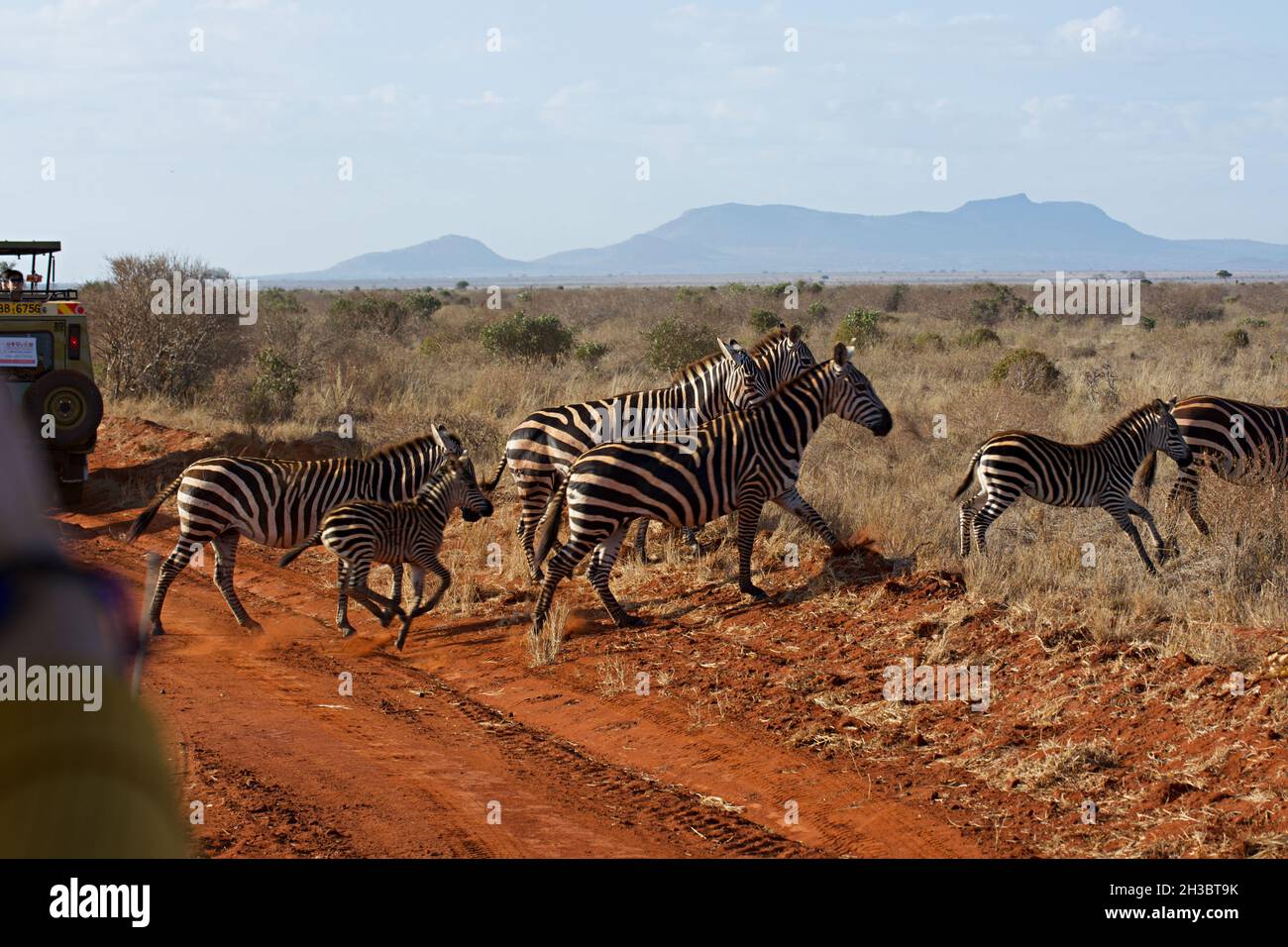 Cebras cruzando la calle en safari en Kenia Foto de stock