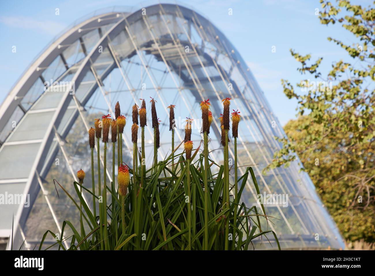 Flores gastadas de Kniphofia vistas en otoño. Foto de stock