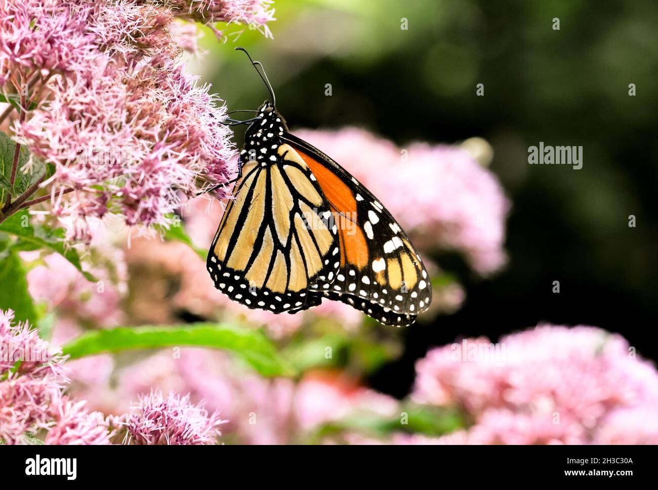 Mariposa monarca (Danaus plexippus) alimentándose de las flores rosadas de Joe-Pye Weed (Eupatorium purpureum). Vista lateral. Espacio de copia. Foto de stock