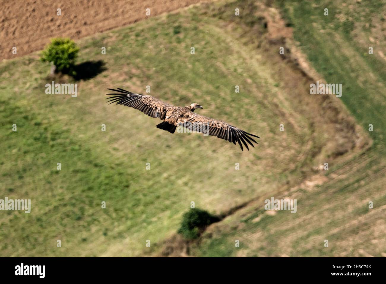 Disparo aéreo de un águila volando sobre un campo Fotografía de stock -  Alamy