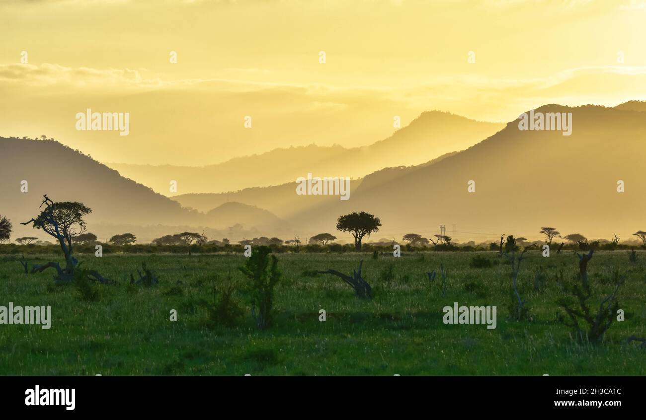Las colinas Chyulu en la luz dorada de la puesta de sol con la sabana verde de las lluvias. Foto de stock