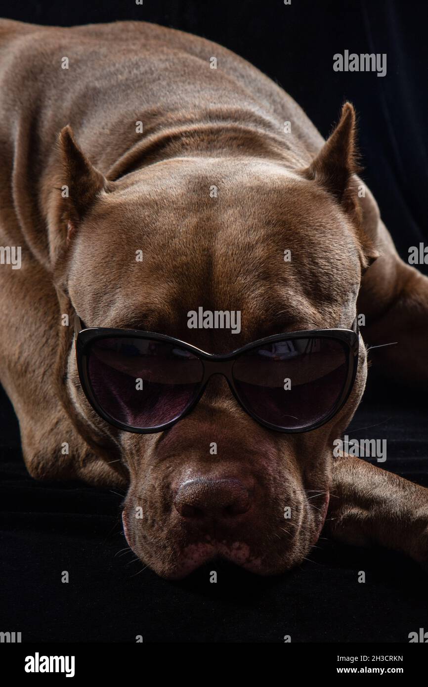 pitbull de chocolate con gafas negras en primer plano Fotograf a