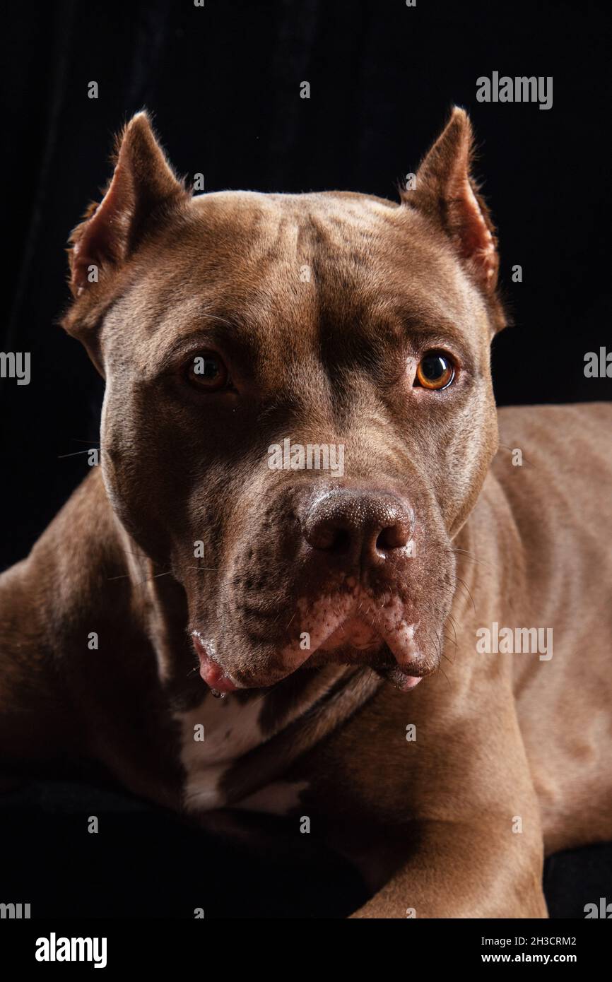 Pitbull Marron Fotos E Imagenes De Stock Alamy Pitbull Marron Fotos E Imagenes De Stock Alamy