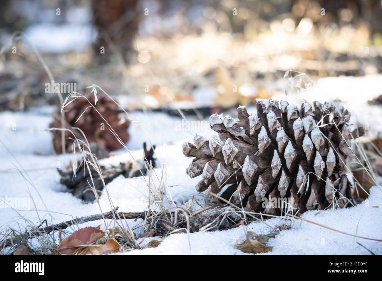 Un abeto-cono de pino abajo en invierno de la nieve Foto de stock