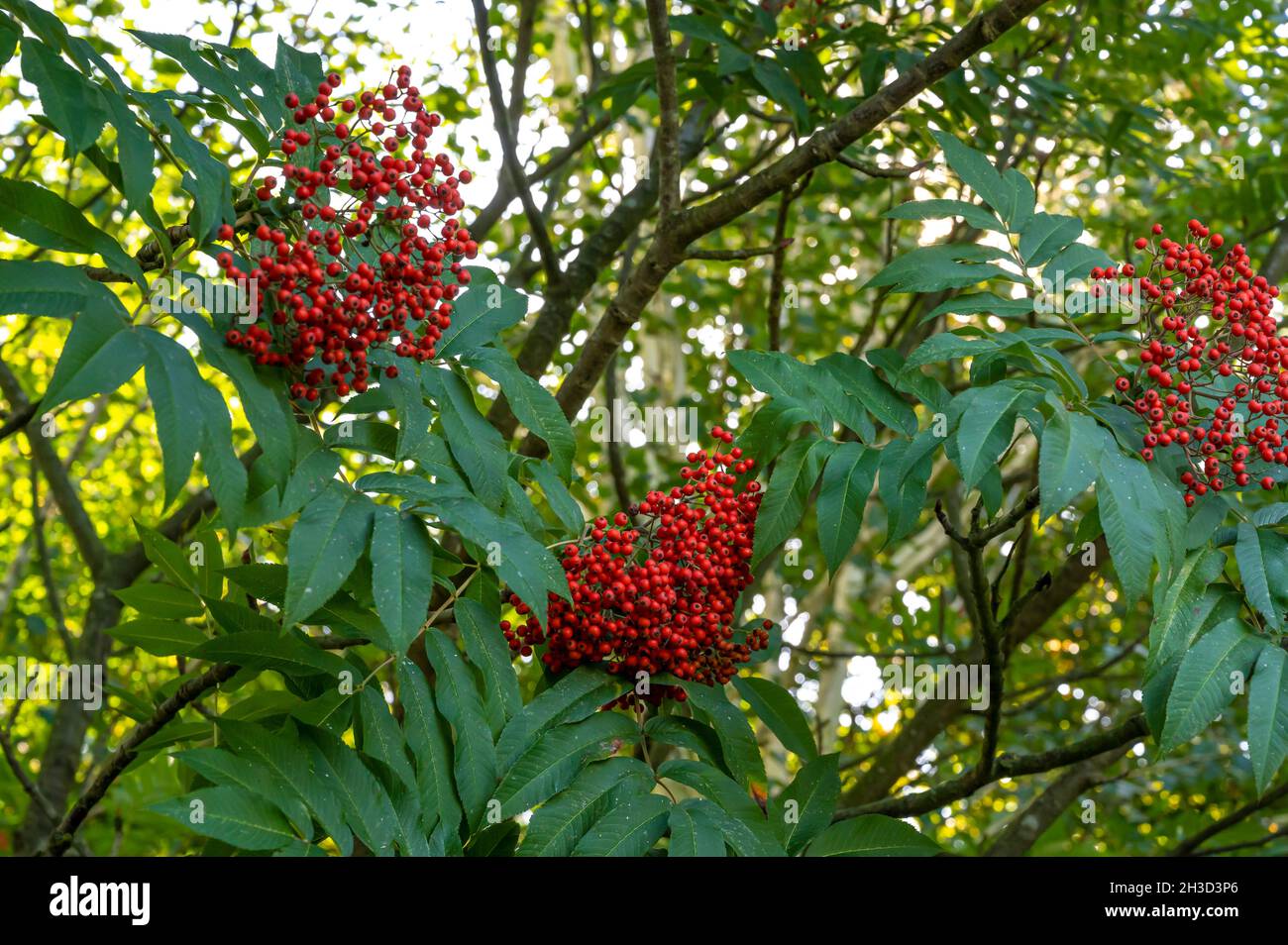 Sorbus Sargentiana Sargents Rowan, Rosaceae. Bayas rojas a finales del verano. Foto de stock