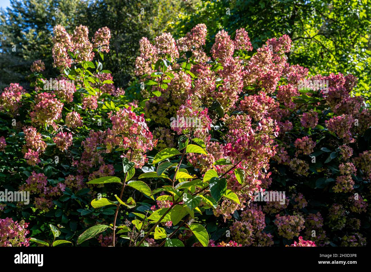 Hydrangea paniculata Diamante rosa, Hydrangeaceae, flores rosadas de finales de verano. Foto de stock