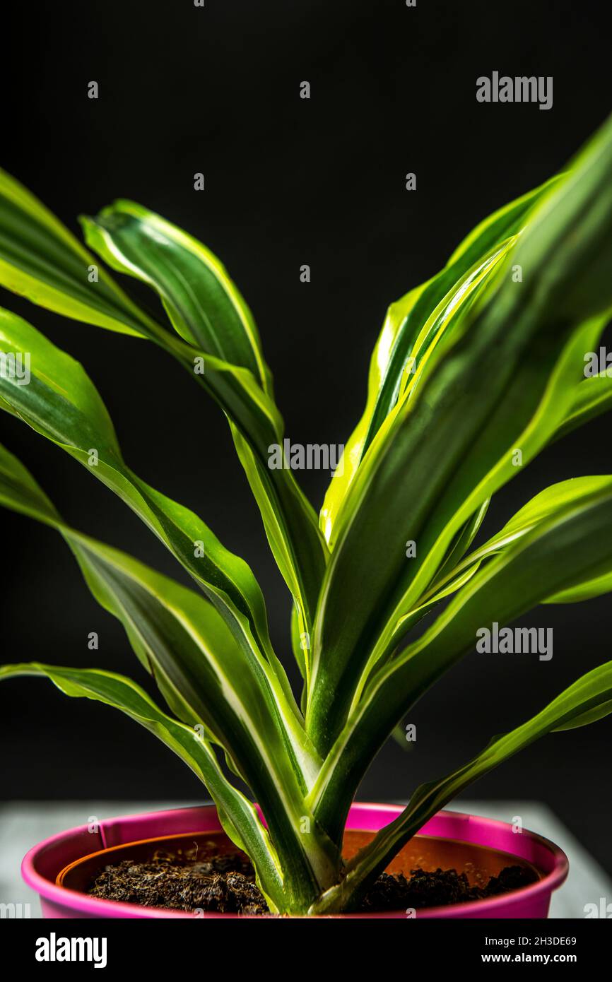 Amarillo rosa hojas hojas jardin follaje planta plantas fotografías e  imágenes de alta resolución - Alamy