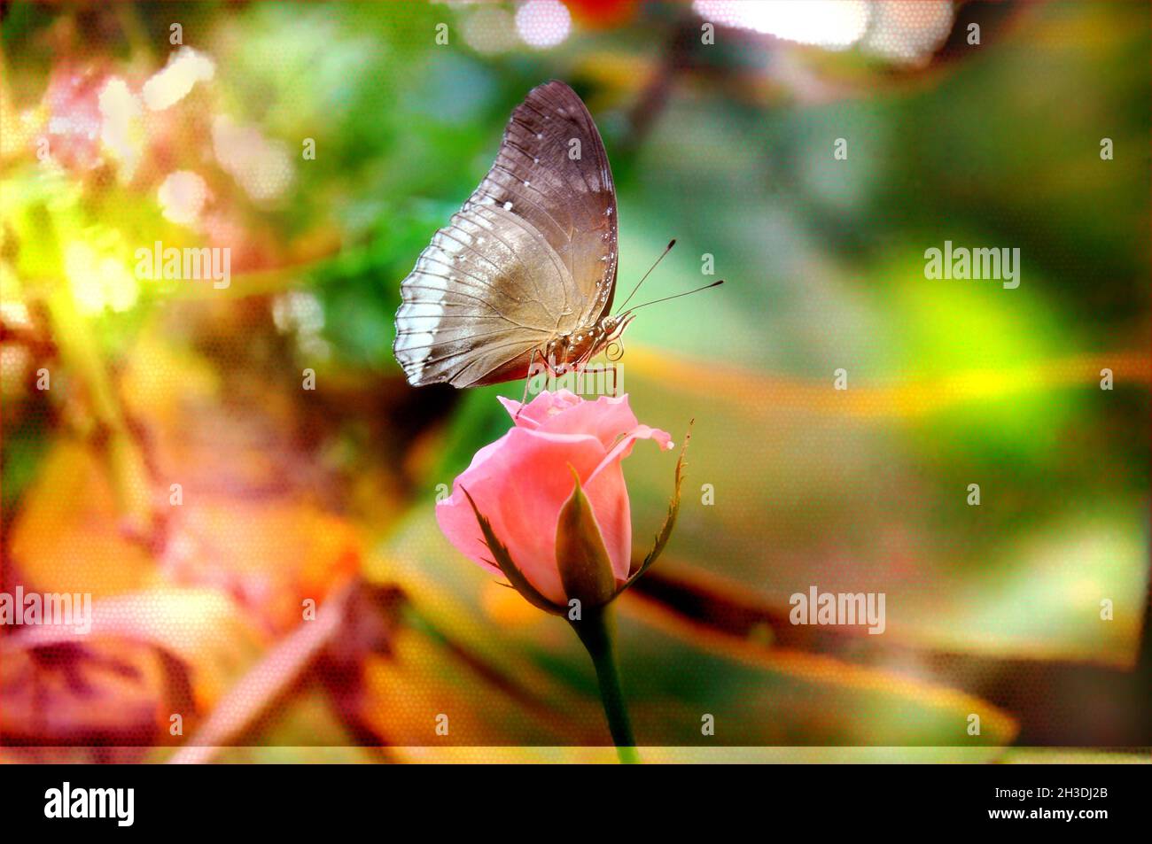 Hermosa fotografía de flores y mariposas Foto de stock