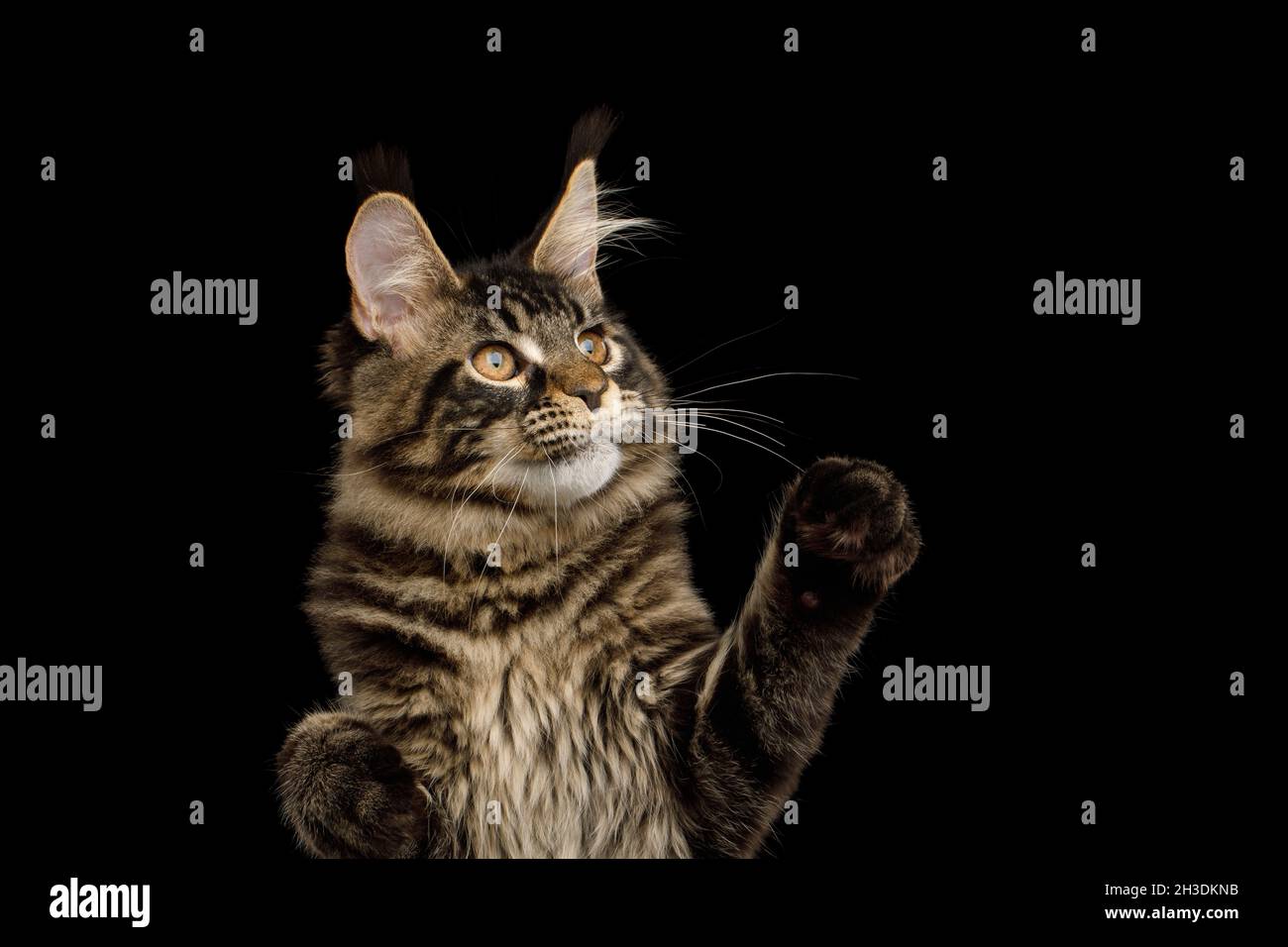 Retrato de Maine Coon Cat con borlas en sus orejas levantando la pata, aislado sobre fondo negro Foto de stock