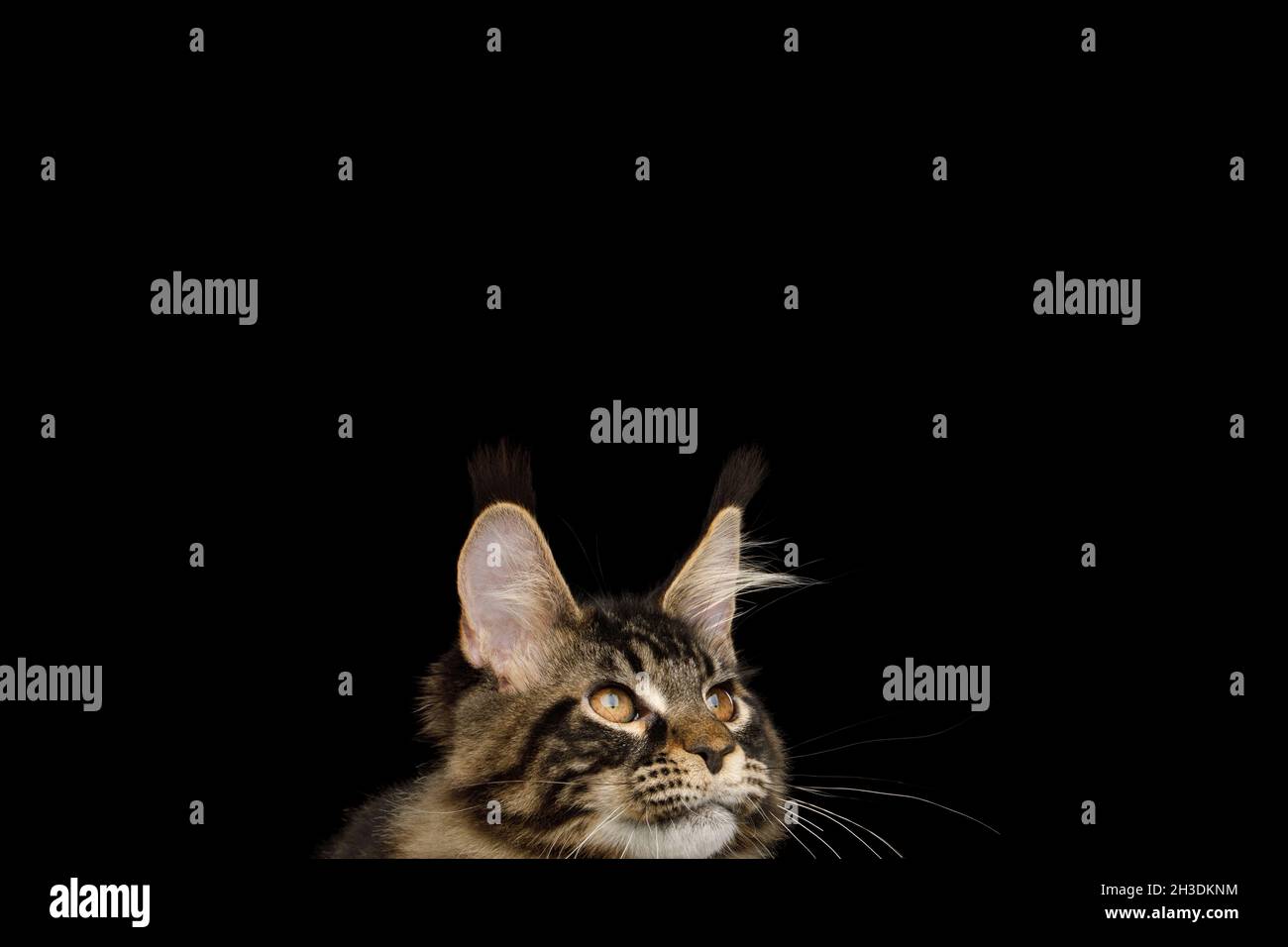 Maine Coon gato se cuela con borlas en sus orejas y mirando la cámara, aislado sobre fondo negro, vista frontal Foto de stock