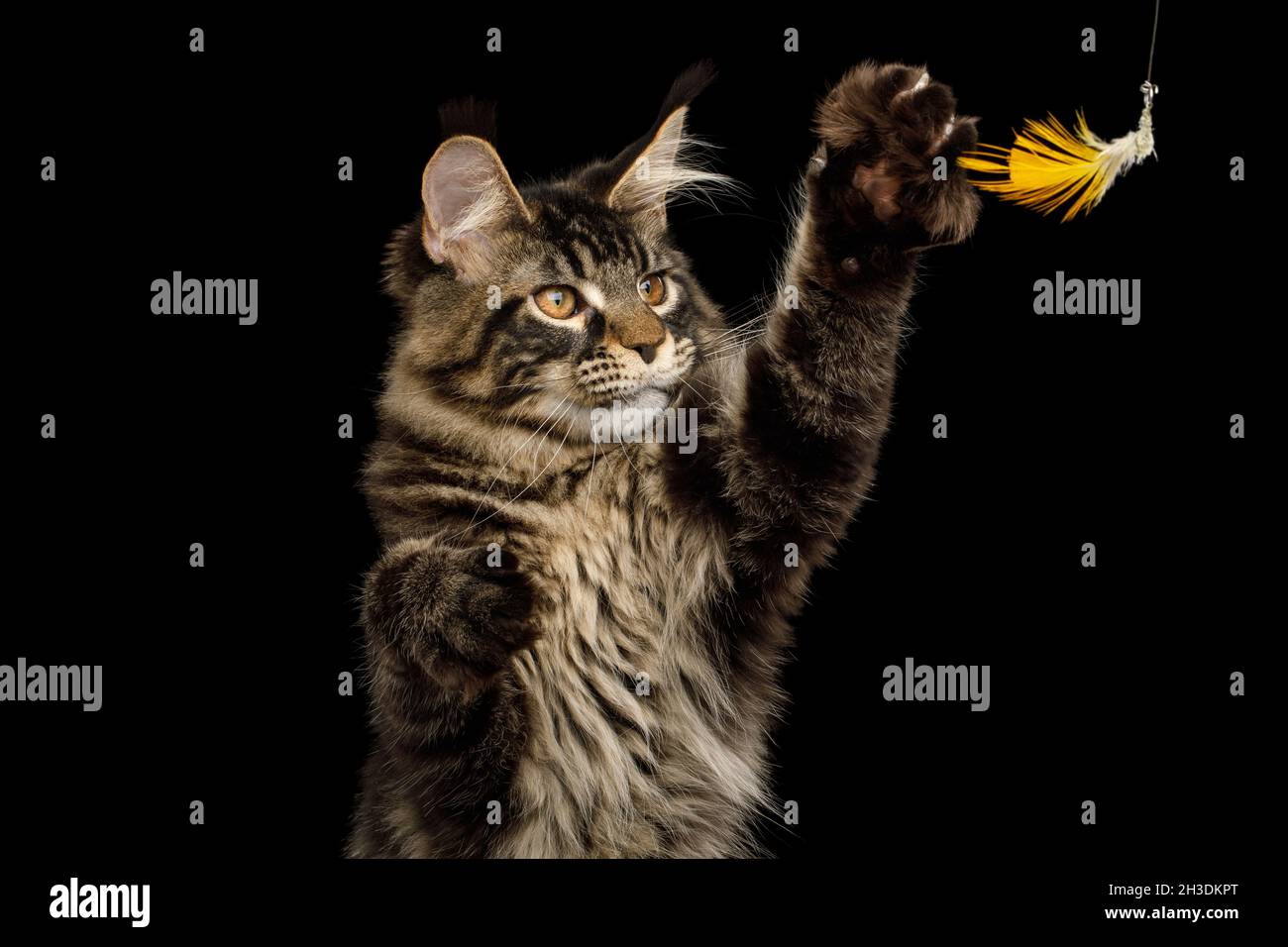 Retrato de Maine Coon Cat levantando la pata, coger el juguete, aislado sobre fondo negro Foto de stock