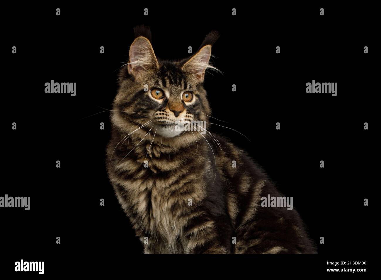 Primer plano Retrato de Maine Coon gato aislado sobre fondo negro, vista lateral Foto de stock