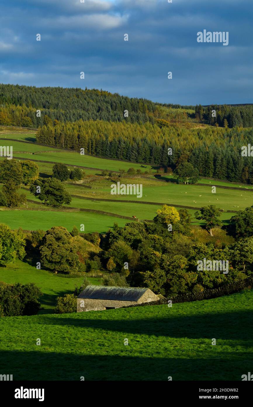 Hermosa campiña soleada Wharfedale (bosques o árboles forestales en la ladera del valle, tierras de labranza, praderas, cielo azul) - Yorkshire Dales, Inglaterra, Reino Unido. Foto de stock