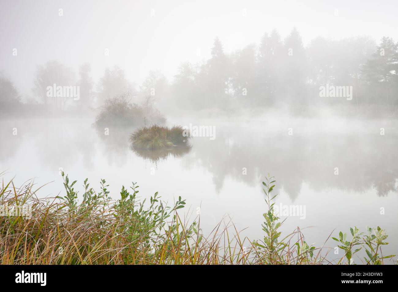 Mañana de estado de ánimo con heladas en un estanque en la reserva natural Wildert en otoño, Suiza, Illnau Foto de stock