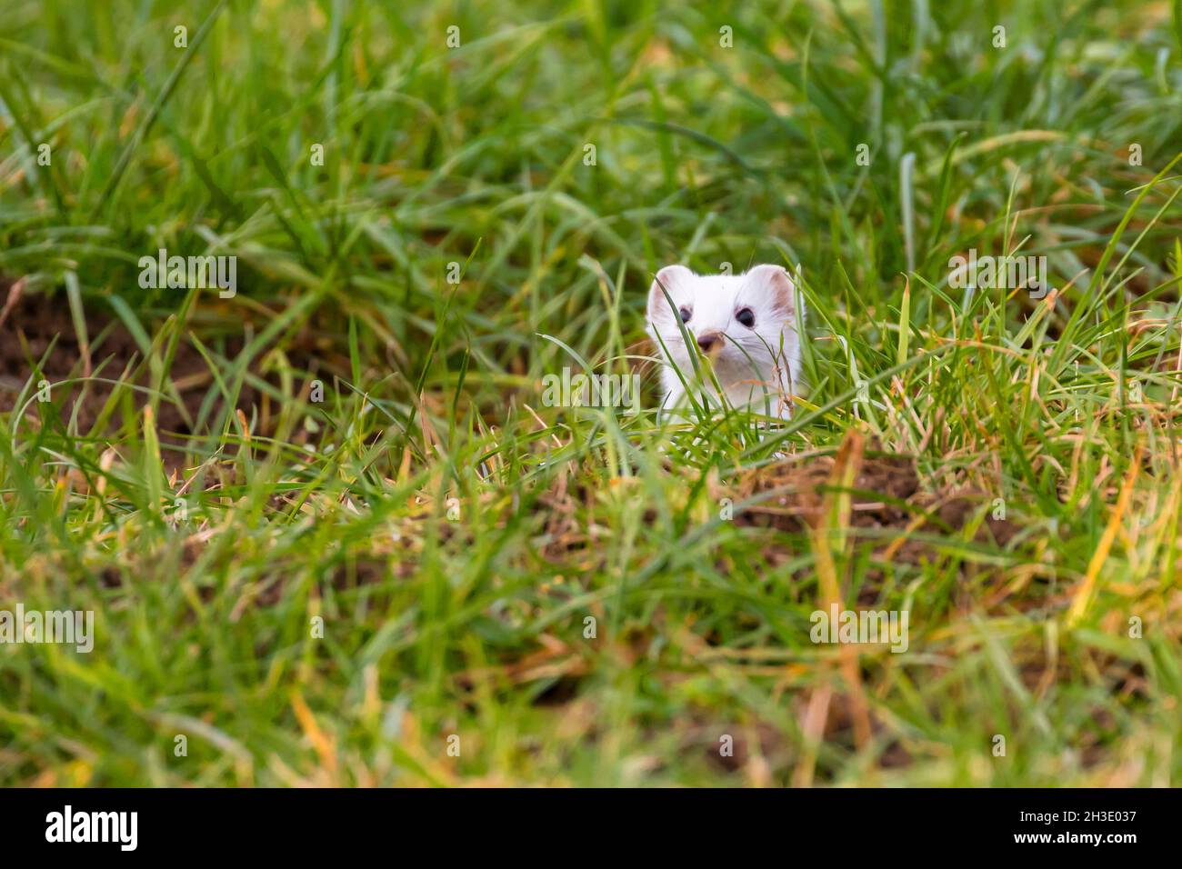 Ermine, Stoat, weasel de cola corta (Mustela erminea), mirando hacia fuera de un hueco en un prado, abrigo de invierno, Alemania Foto de stock