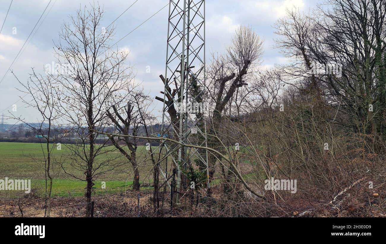Árboles y arbustos podados en una línea de energía eléctrica en invierno, Alemania Foto de stock