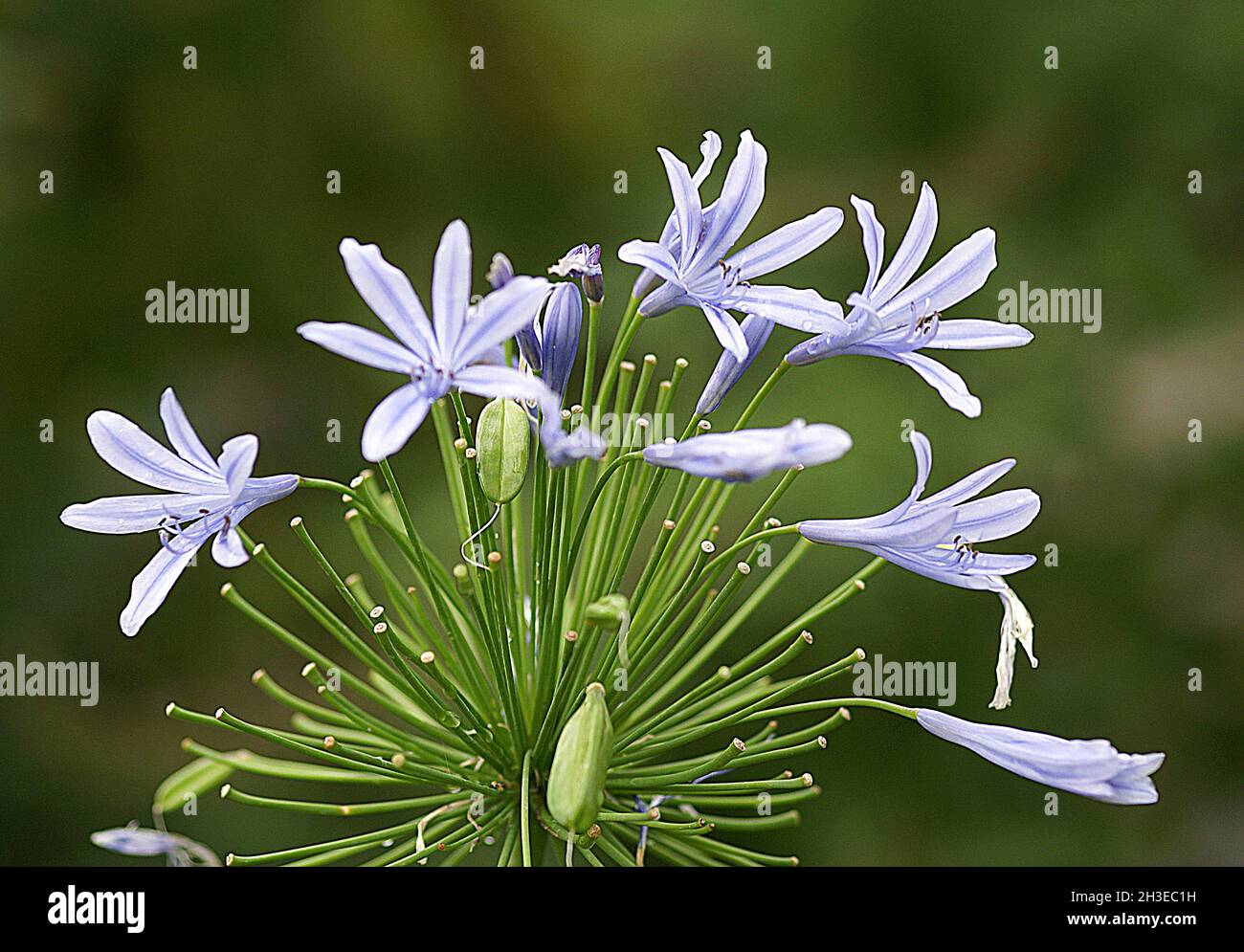 Agapanto azul lila blanco fotografías e imágenes de alta resolución - Alamy