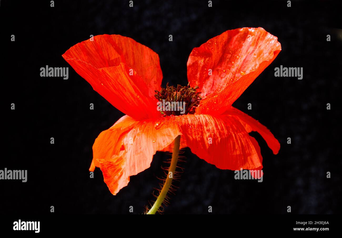 Primer plano de una flor de Papaver rhoeas, la amapola común o de flandes, mostrando estigma y anteras Foto de stock