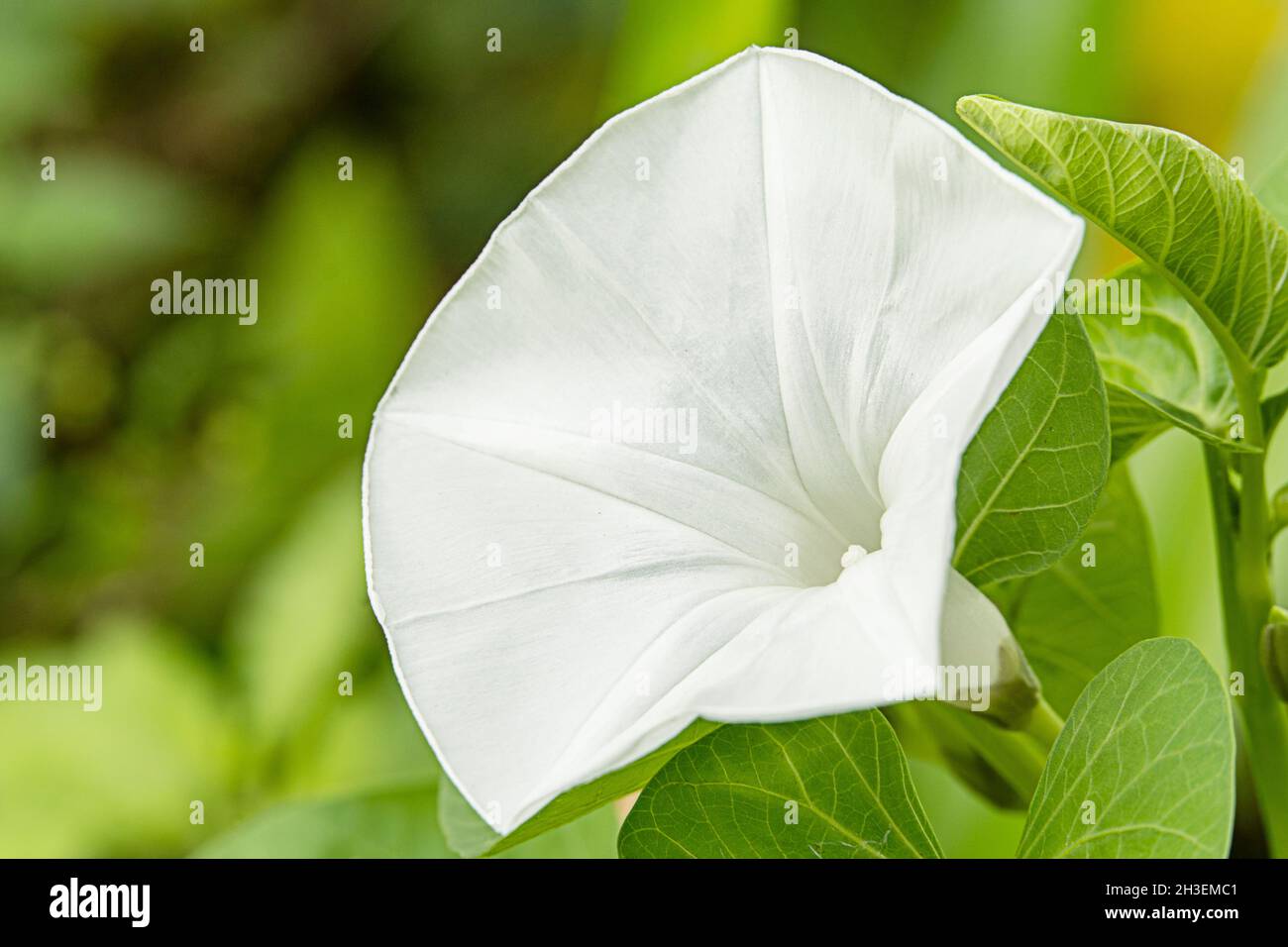 Blanco flor macro imagen y verde blurry salir en verano. Blanca hermosa flor. Foto de stock