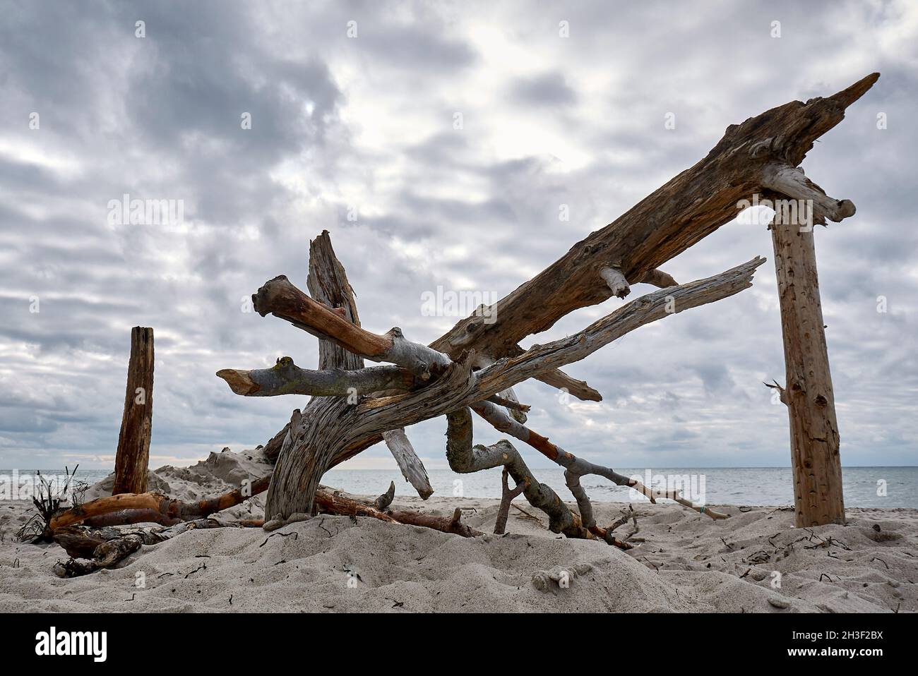 El árbol muerto en la playa occidental de los Darss forma una obra de arte caprichosa Foto de stock