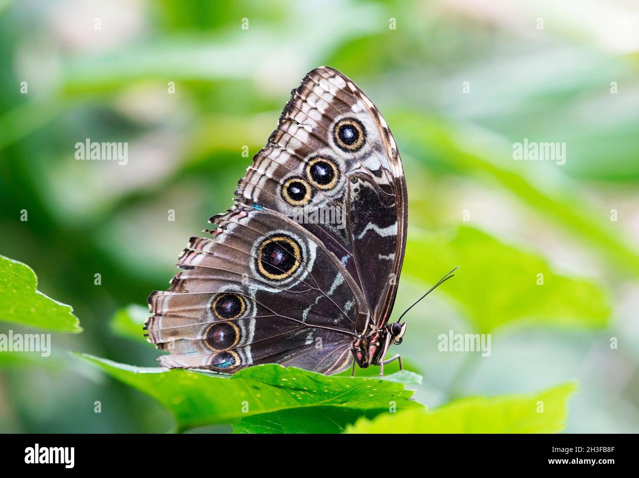 Cierre lateral de una mariposa morfo en una hoja verde. Mariposa con alas blancas marrones. Foto de stock