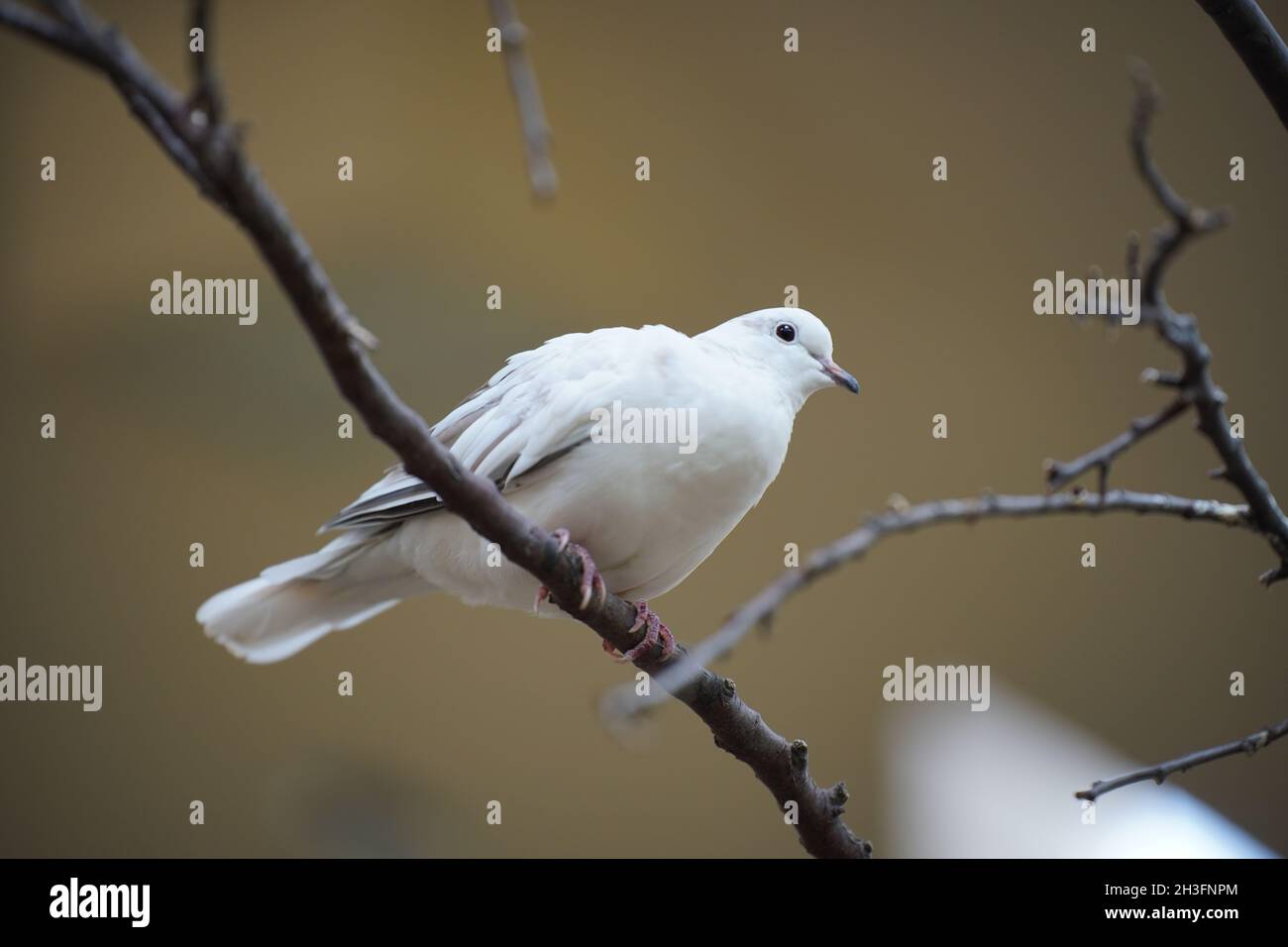 Vista panorámica de una paloma blanca colocada sobre una rama de árbol sobre  un fondo borroso Fotografía de stock - Alamy