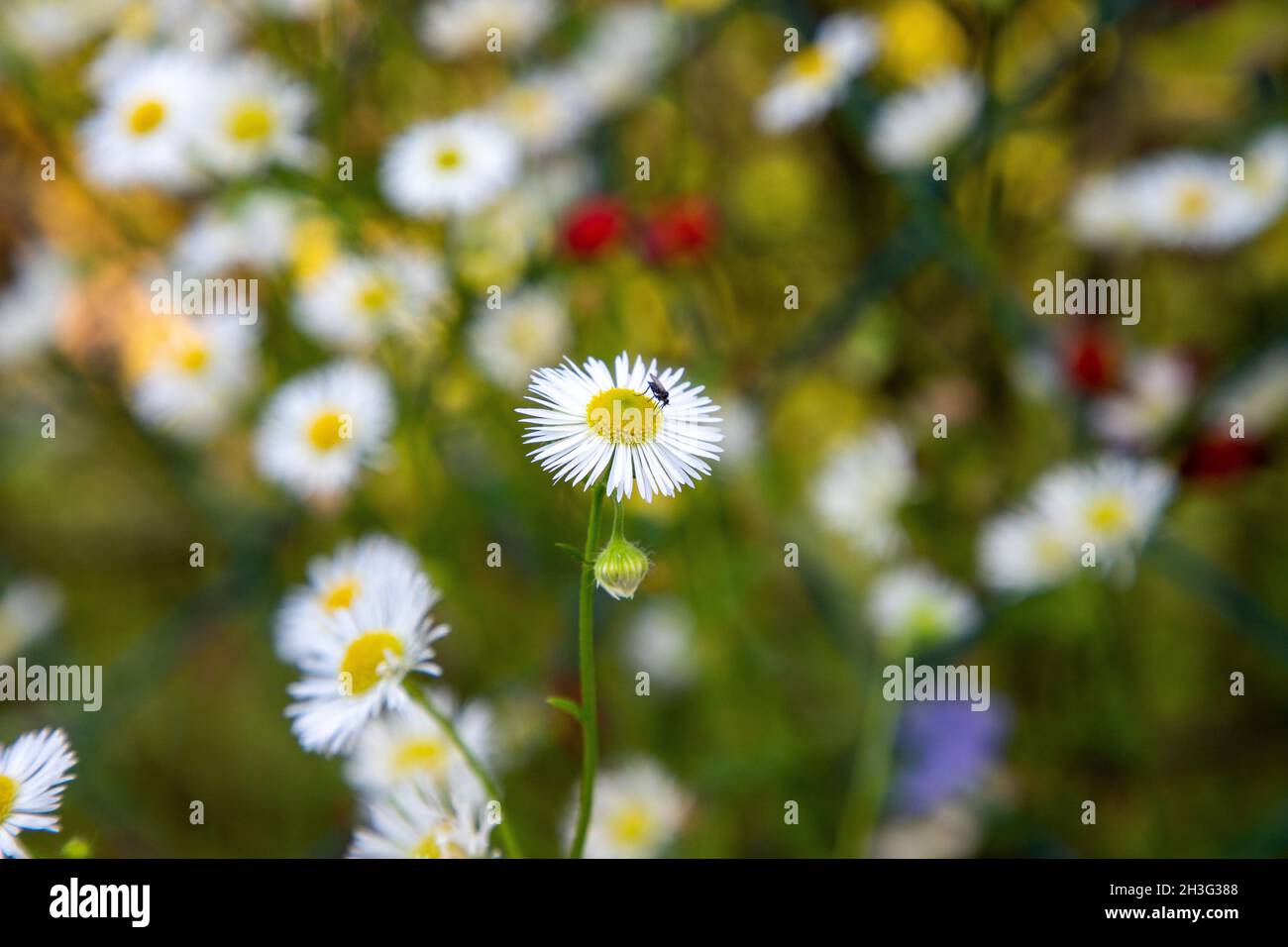 Hermosa pradera de flores manzanilla floreciendo en verano poca mosca Foto de stock