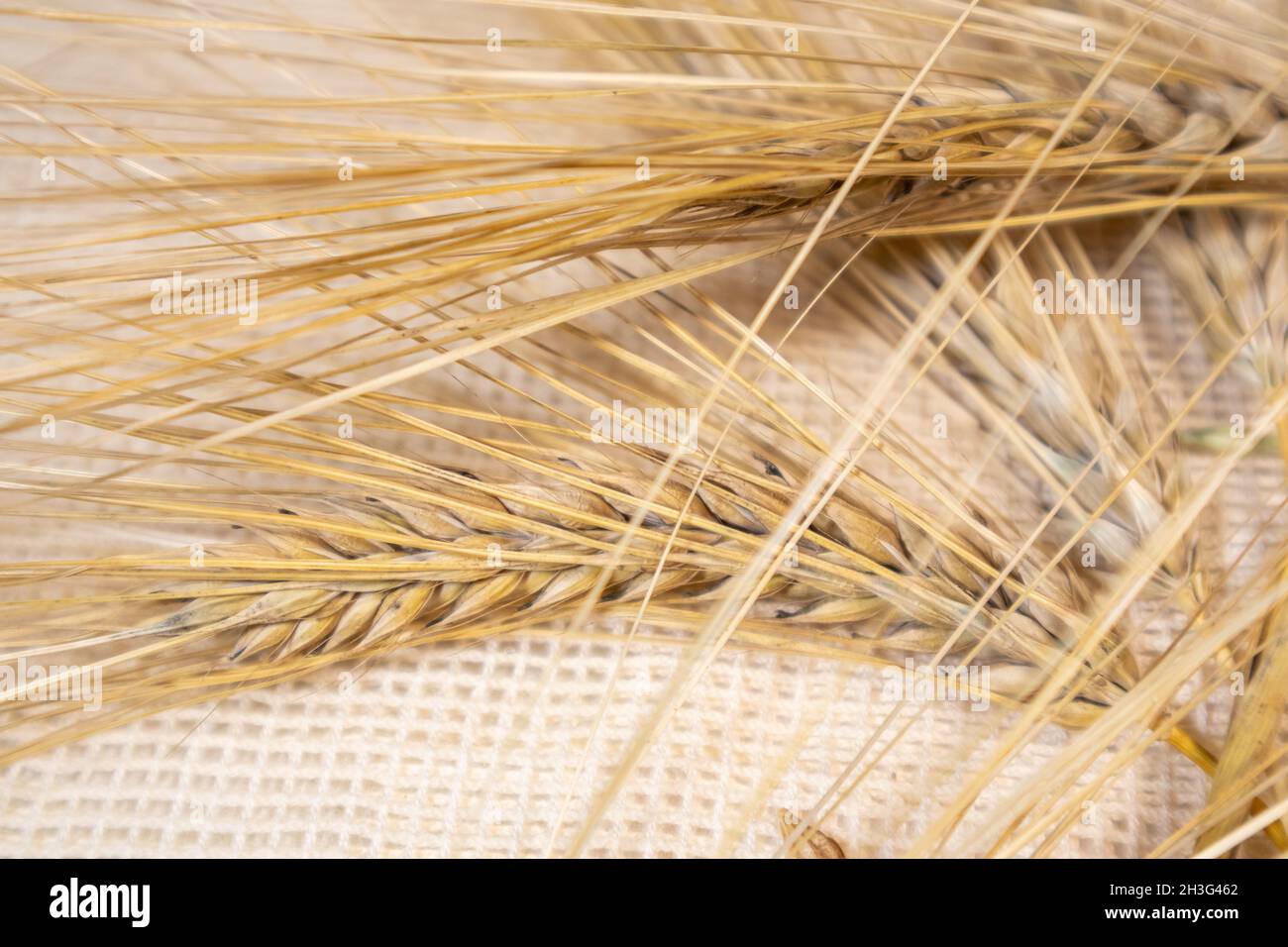 Espigas de trigo seco Fotografía de stock - Alamy