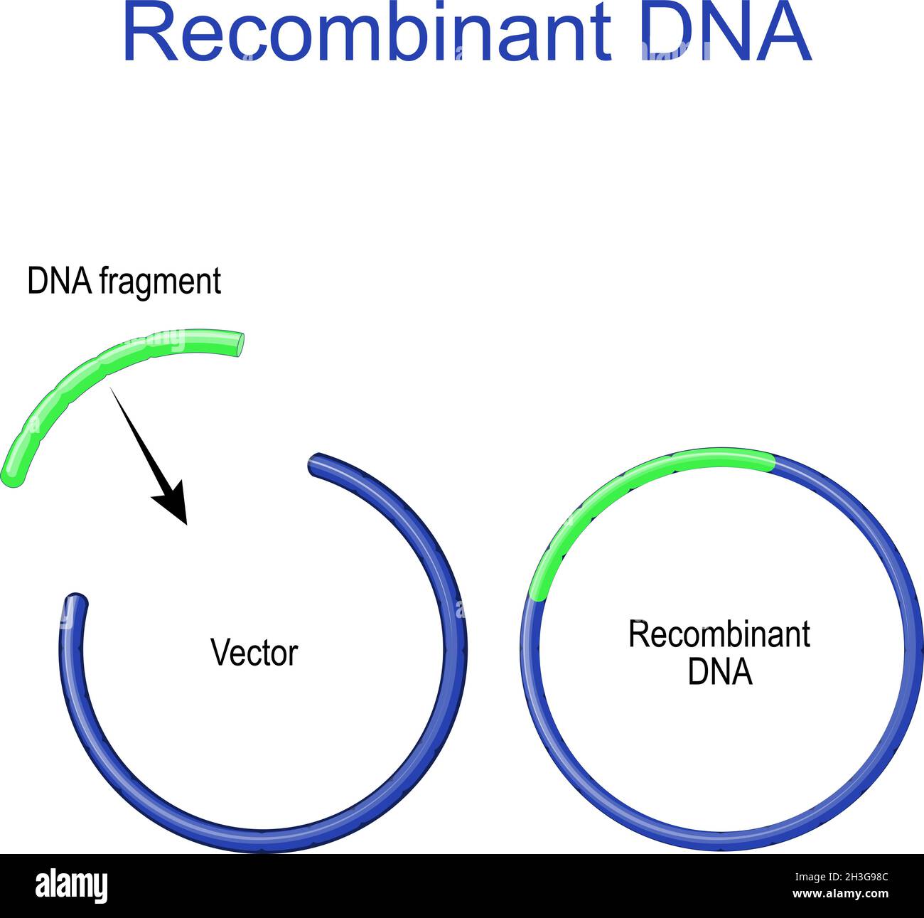 Plasmidos y ADN recombinante. El fragmento de ADN extraño se inserta en un vector plásmido. Clonación de genes. Vacuna de subunidades recombinantes. Biología molecular Ilustración del Vector