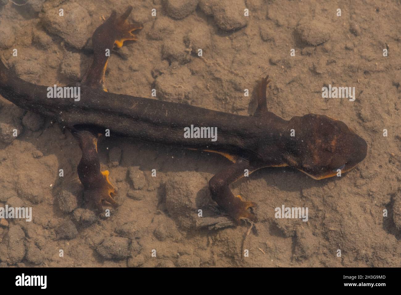 Un newt de California (Taricha torosa) revolviendo su brazo delantero, los salamandras son famosos por su capacidad de regeneración que les permite recrecer las extremidades. Foto de stock