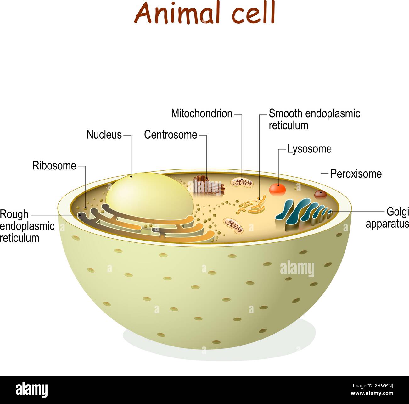 Anatomía de células animales. Organelos y estructura de células eucariotas. Diagrama vectorial. El color se puede cambiar fácilmente Ilustración del Vector