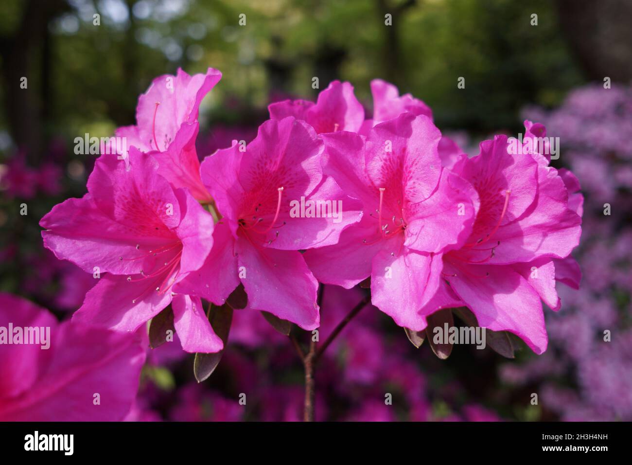 Violet azalea ericaceae fotografías e imágenes de alta resolución - Alamy