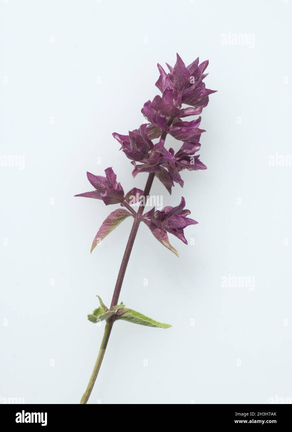 Kanarischer Salbei; especie Salvia; tomentosa; wollig Foto de stock